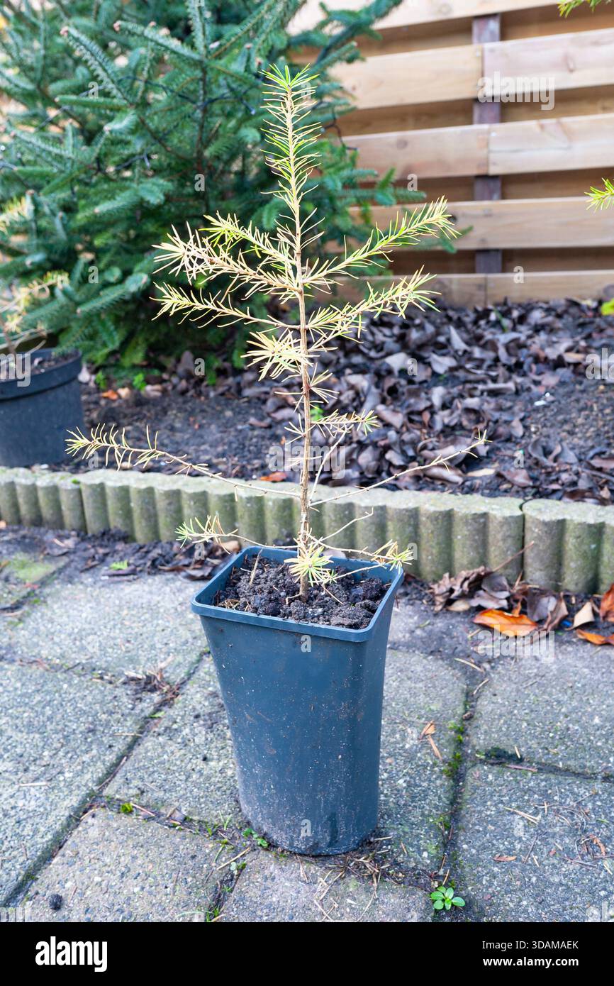 Petit mélèze avec feuillage d'automne jaune en pot prêt pour la transplantation au printemps prochain Banque D'Images
