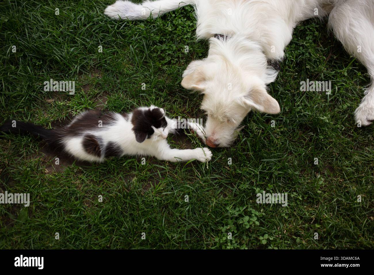 un grand chien blanc et un chaton noir et blanc sont couchés l'un à côté de l'autre sur l'herbe. Le chien et le chaton jouent. Amitié, acceptation, animal Banque D'Images