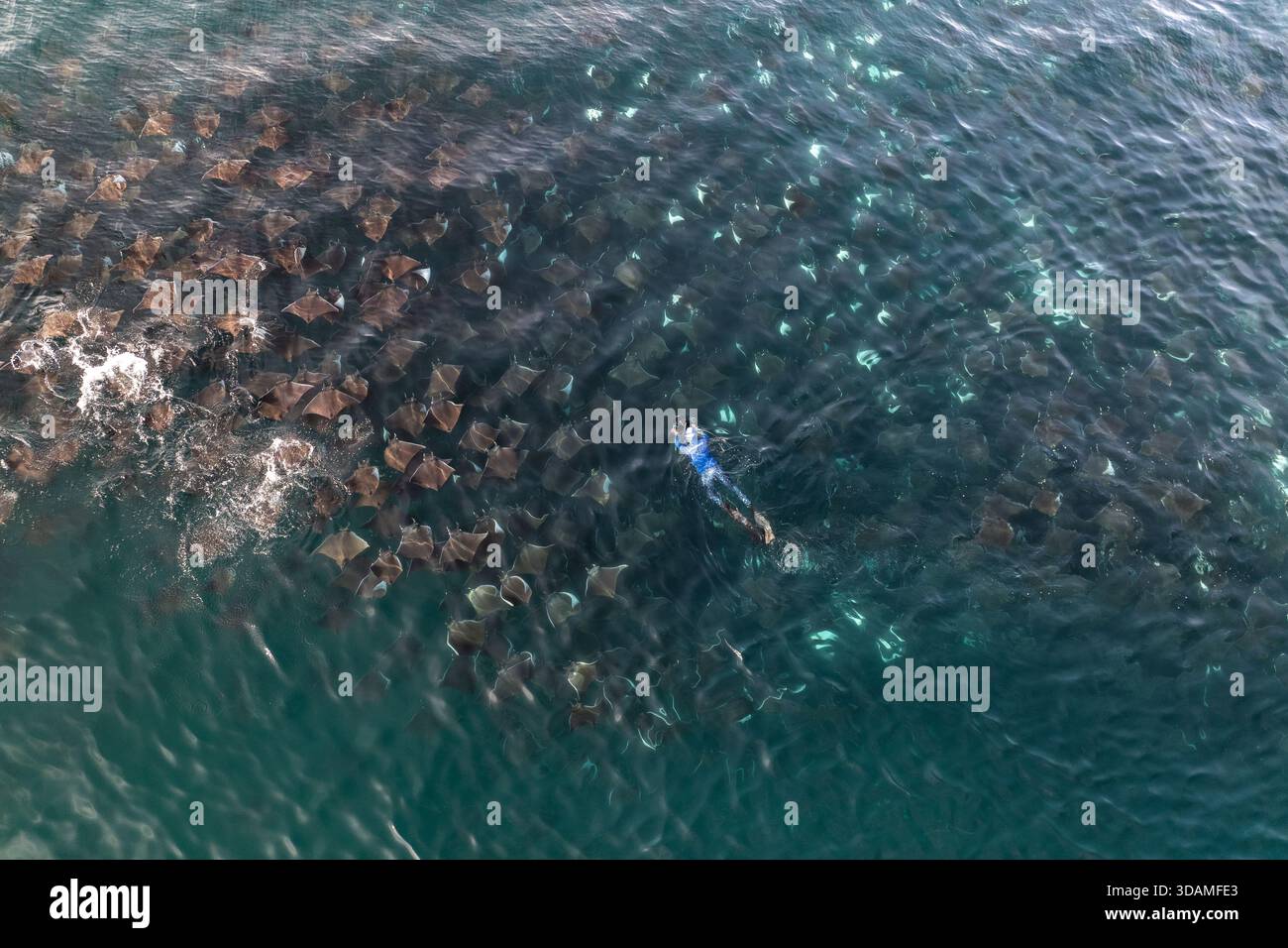 Vue aérienne d'un nageur au milieu de l'école fascinante des raies mobula, leurs formes sombres contrastant avec les eaux turquoises chatoyantes de la mer de Banque D'Images