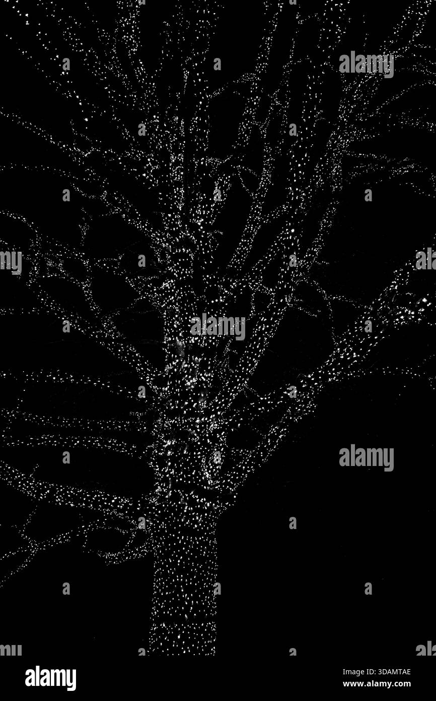 Arbre complètement illuminé sur un sentier lumineux de Noël et d'hiver Oxfordshire. Banque D'Images
