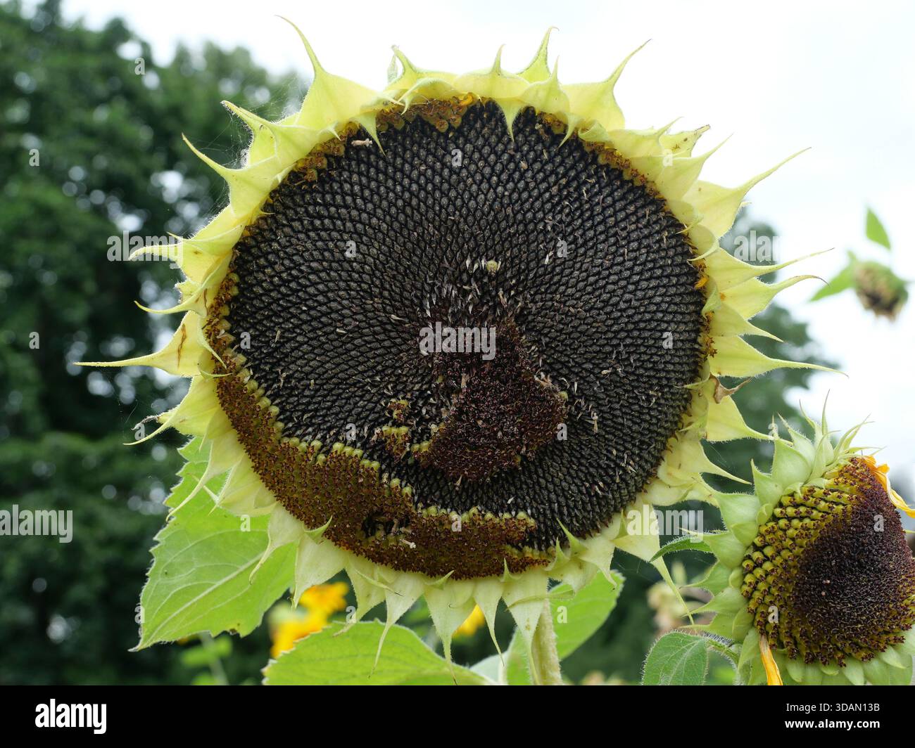 Tête de tournesol mature avec des graines en spirale de Fibonacci. Nature, botanique et géométrie dans la vue détaillée. Copyspace. Banque D'Images