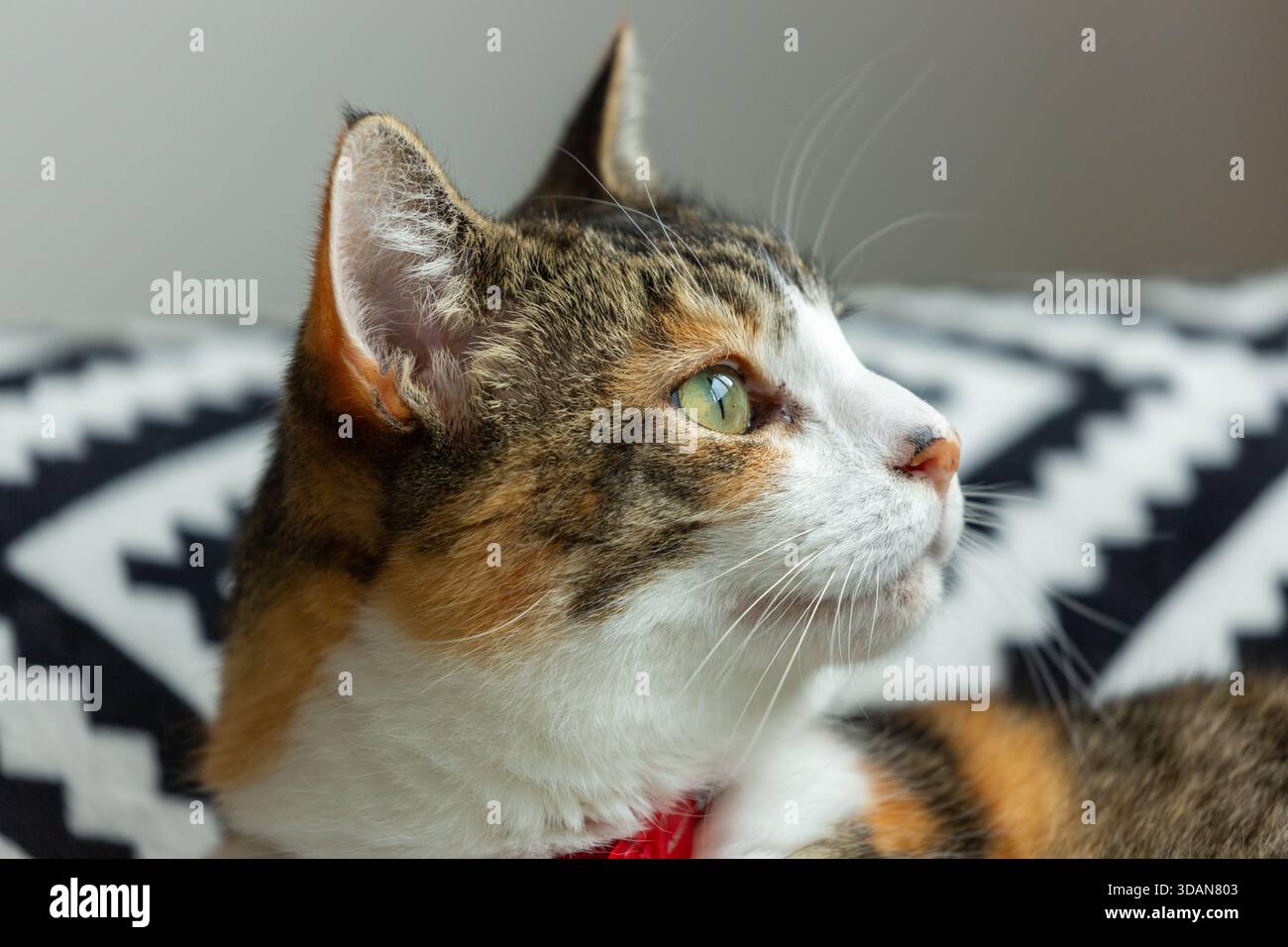 Un portrait d'un beau chat à poil court regardant loin de la caméra Banque D'Images
