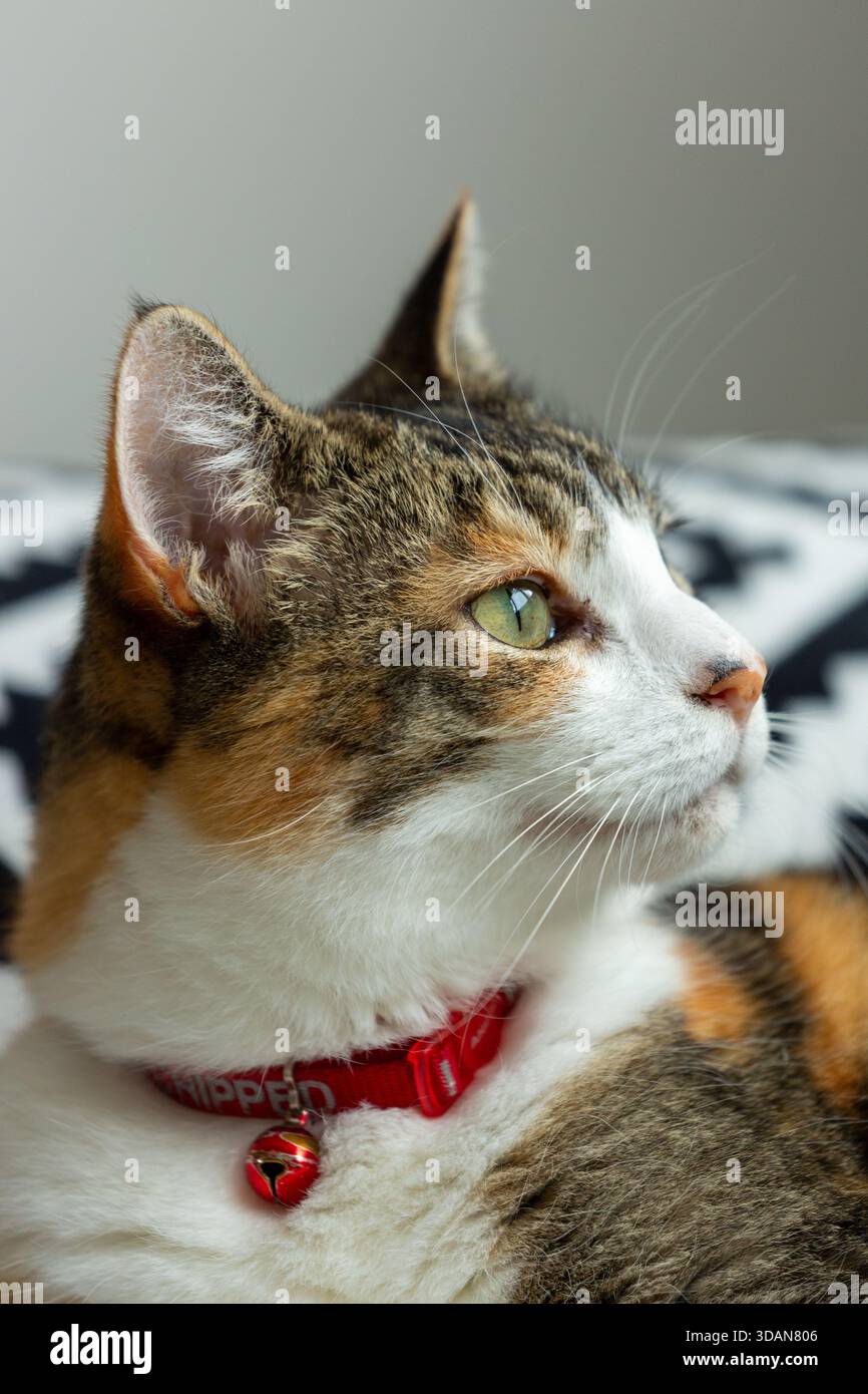 Un portrait d'un beau chat à poil court regardant loin de la caméra Banque D'Images