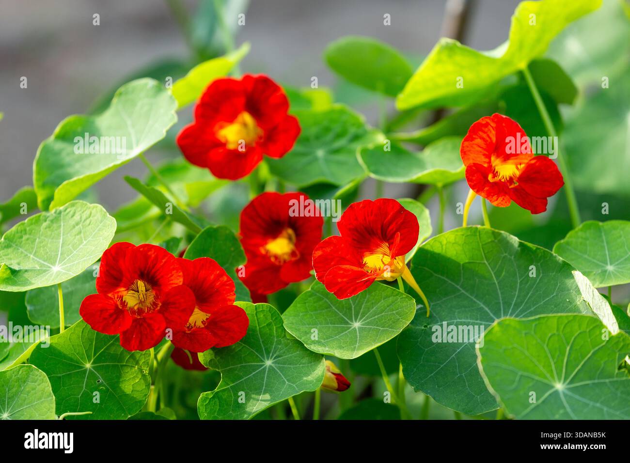Gros plan de fleurs de nasturtium aux couleurs vives Banque D'Images