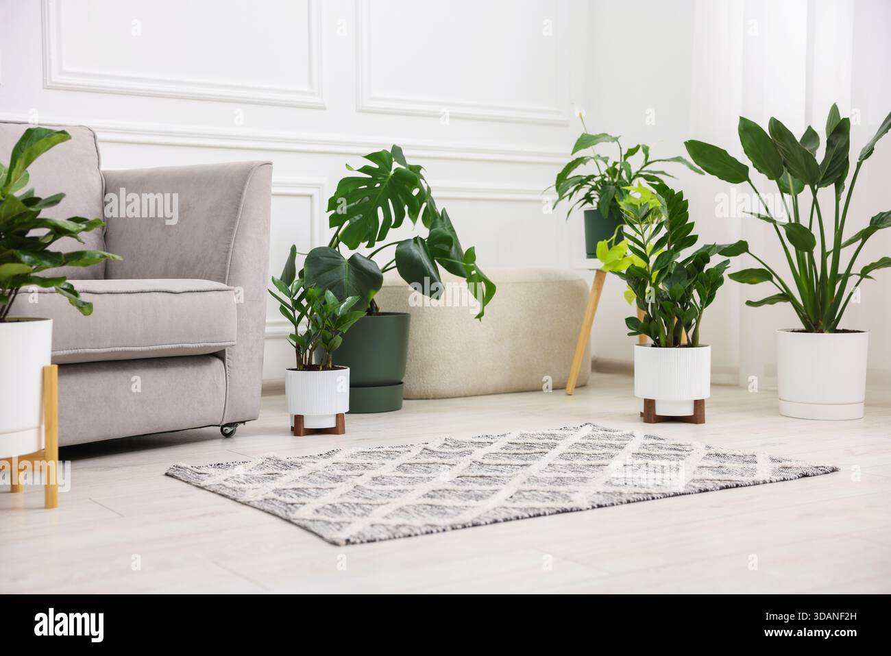 Différentes plantes d'intérieur vertes et fauteuil à la maison Banque D'Images