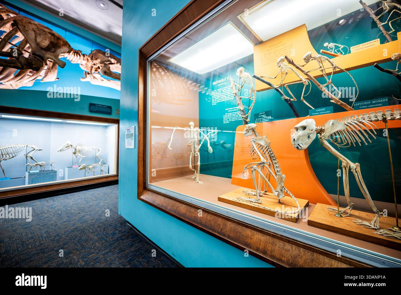 Musée d'histoire naturelle de Smithsonian Bone Hall Washington DC // WASHINGTON DC — L'exposition Bone Hall au Musée national d'histoire naturelle de Smithsonian présente des squelettes d'animaux, y compris des primates comme les singes capucins et hurleurs. Alors que l'espace d'exposition a été rénové dans les années 1960, de nombreux squelettes sont exposés depuis 1881. Ces écrans fournissent des informations sur la vie animale, le mouvement, le régime alimentaire et l'évolution des espèces. Le musée, qui fait partie de la Smithsonian institution, est un centre clé pour la recherche et l'éducation en histoire naturelle. Banque D'Images