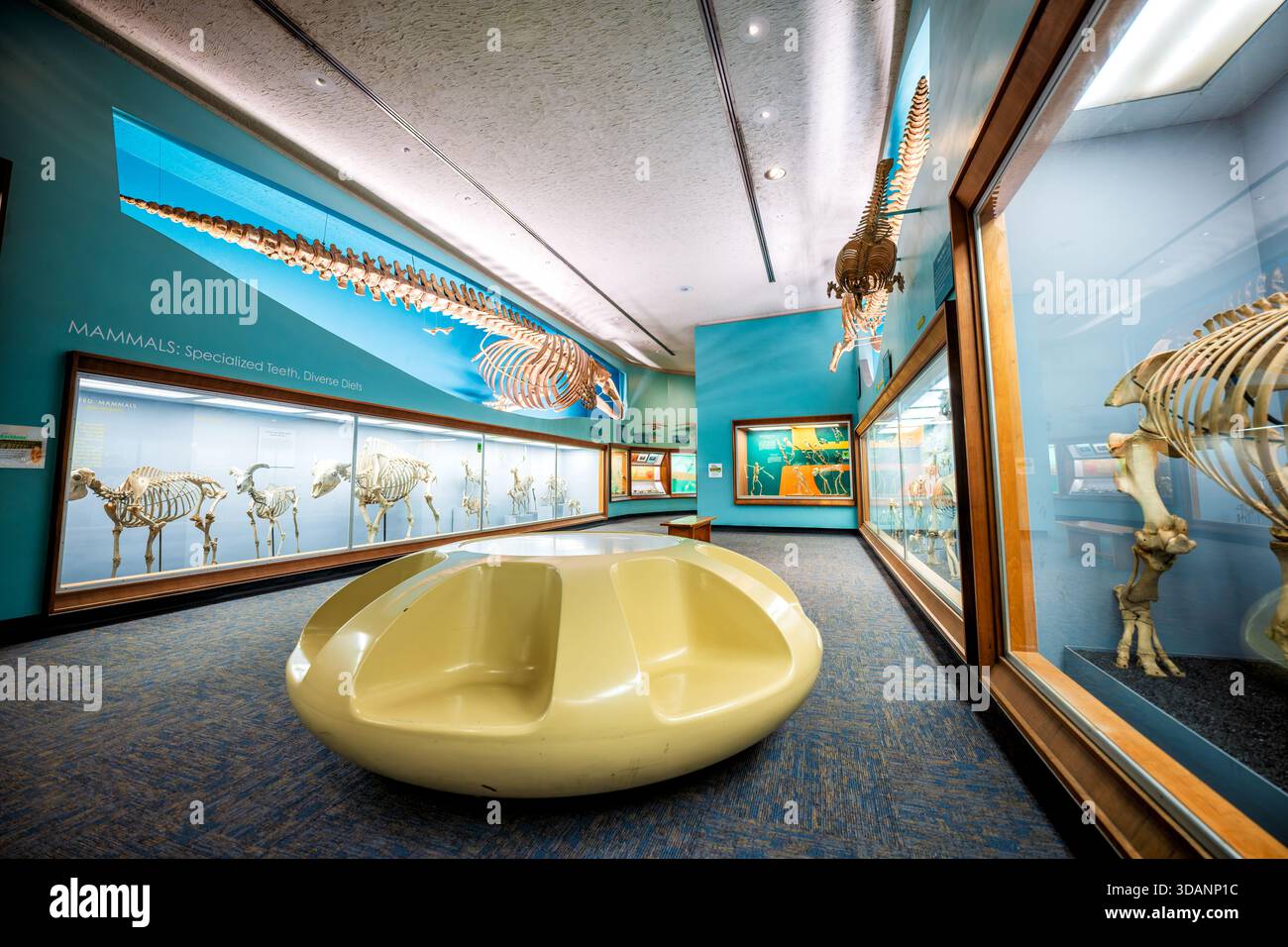 Musée national d'histoire naturelle du Smithsonian Bone Hall Washington DC // WASHINGTON DC — L'exposition Bone Hall au musée national d'histoire naturelle du Smithsonian présente une collection diversifiée de squelettes d'animaux, dont un grand squelette de baleine suspendu au-dessus de la tête. De nombreux spécimens ont été exposés depuis 1881, bien que la salle ait été rénovée pour la dernière fois dans les années 1960 Présentoirs comme LES MAMMIFÈRES : des dents spécialisées, des régimes alimentaires variés encouragent les visiteurs à comparer les structures squelettiques. Ces collections ostéologiques offrent un aperçu de la vie animale, du mouvement, de l'alimentation et de l'évolution des espèces sur des millions d'années. Banque D'Images