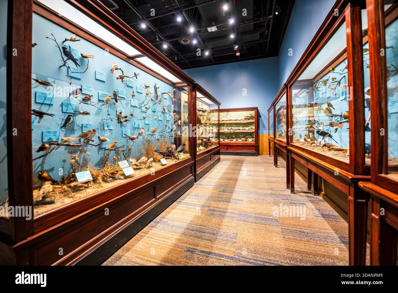 Musée d'histoire naturelle du Smithsonian exposition oiseaux du district de Columbia Washington DC // WASHINGTON DC — L'exposition oiseaux du district de Columbia au Musée national d'histoire naturelle du Smithsonian présente une collection complète de spécimens d'oiseaux taxidermiés. Ces expositions présentent les diverses espèces aviaires indigènes ou communément trouvées dans la région métropolitaine de Washington DC. L'exposition fournit un aperçu pédagogique de l'ornithologie locale. Faisant partie de la Smithsonian institution, le Musée national d'histoire naturelle sur le National Mall est dédié à la compréhension de la nature Banque D'Images