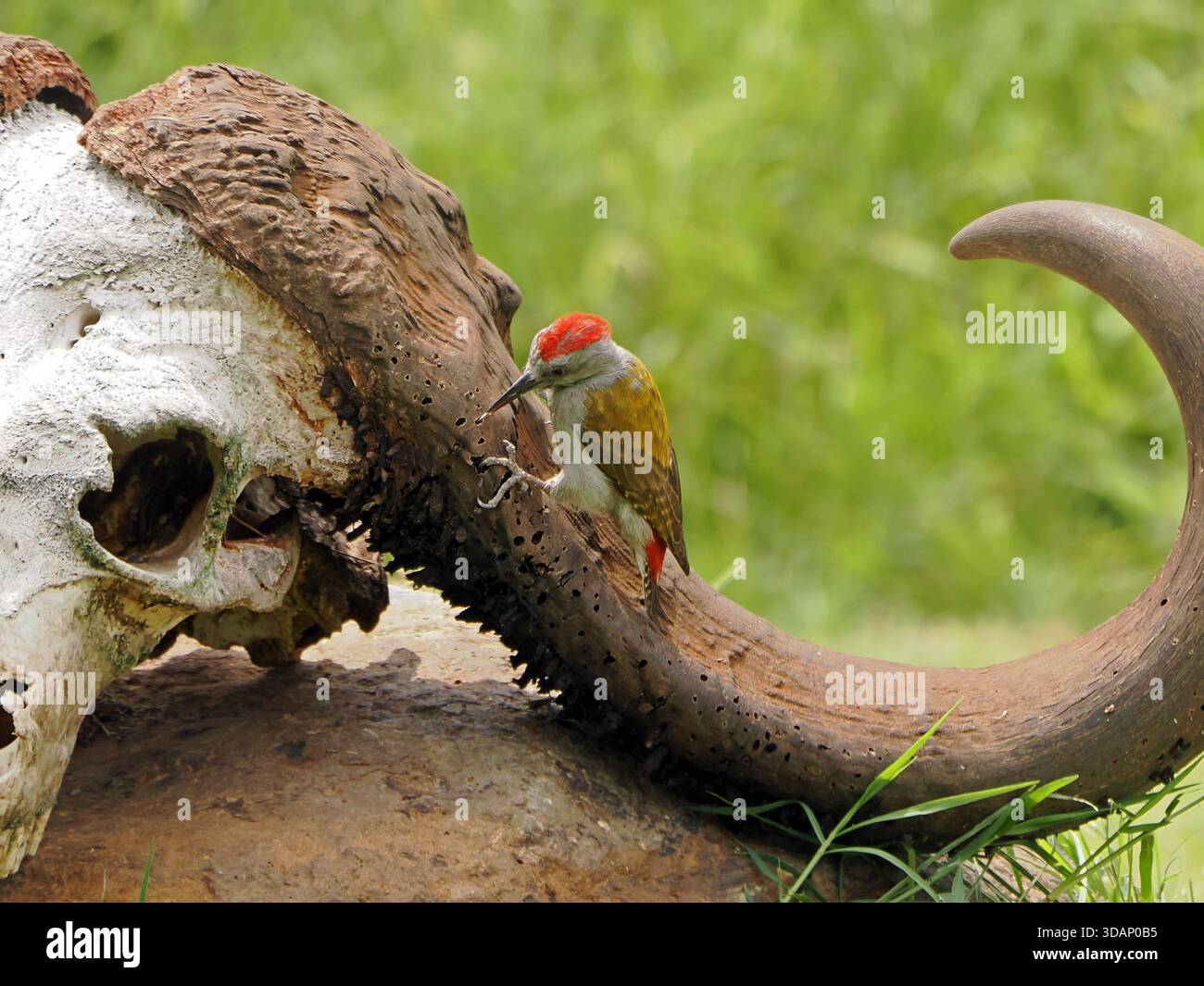Pics gris africains mâles à coiffe rouge (Dendropicos goertae) utilisant la langue pour extraire les larves de Ceratophaga de la vieille corne de buffle -Greater Mara Kenya Banque D'Images