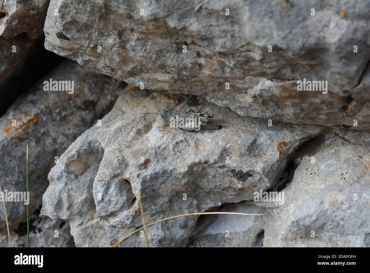 Excellent camouflage d'une sauterelle sur les rochers dans le bois de l'île de Losinj Banque D'Images