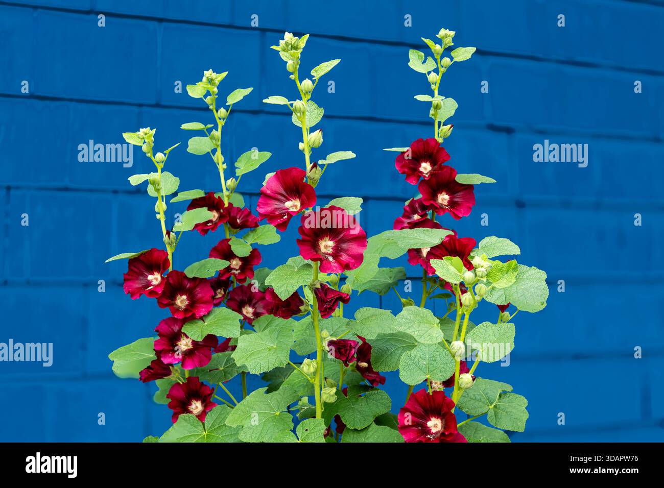 Des colollyhocks fleuris vibrants se dressent contre une maison bleue brillante, créant une scène charmante dans le jardin de l'arrière-cour de Ludington. Banque D'Images