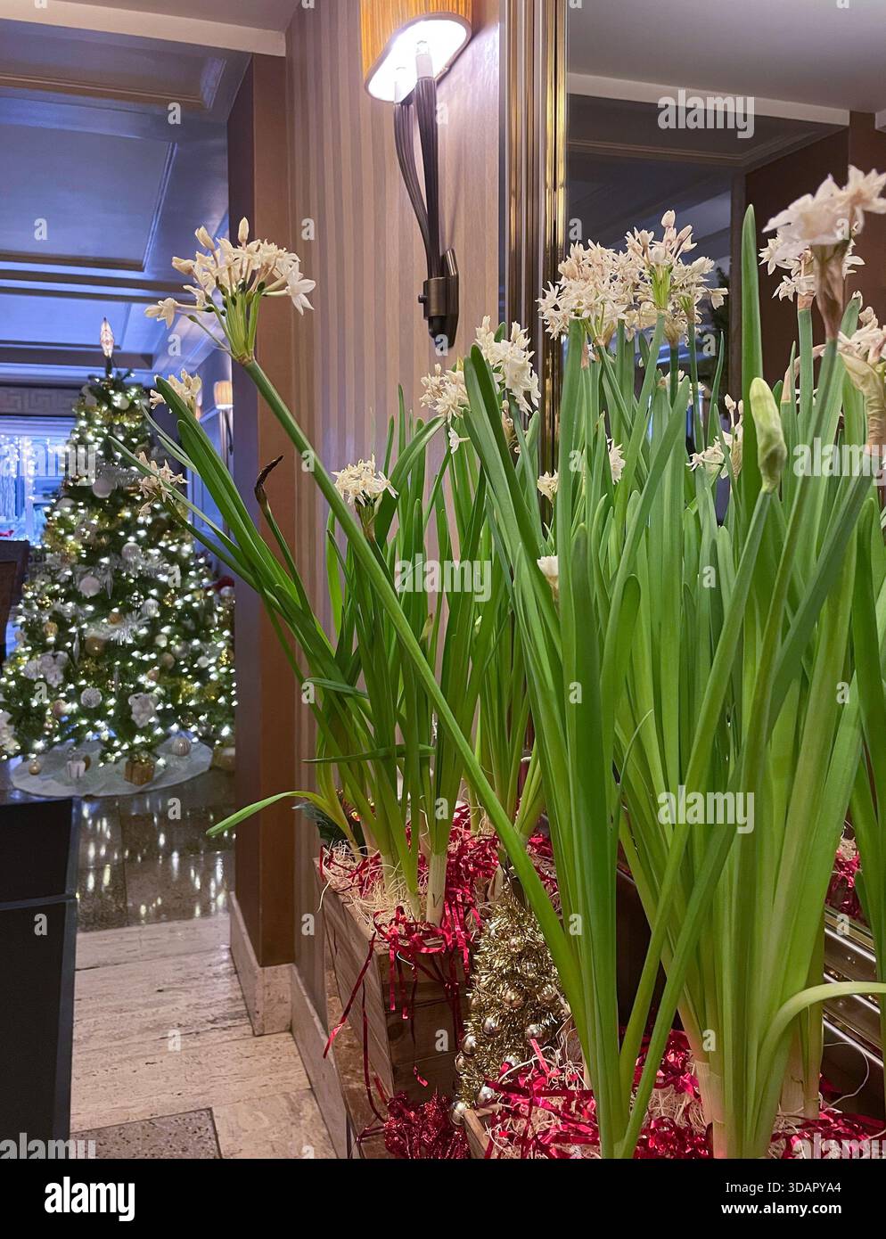 Sapin de Noël illuminé dans le hall d'un immeuble coopératif haut de gamme à Murray Hill, 2025, New York City, États-Unis - Image de stock capturée avec un smartphone