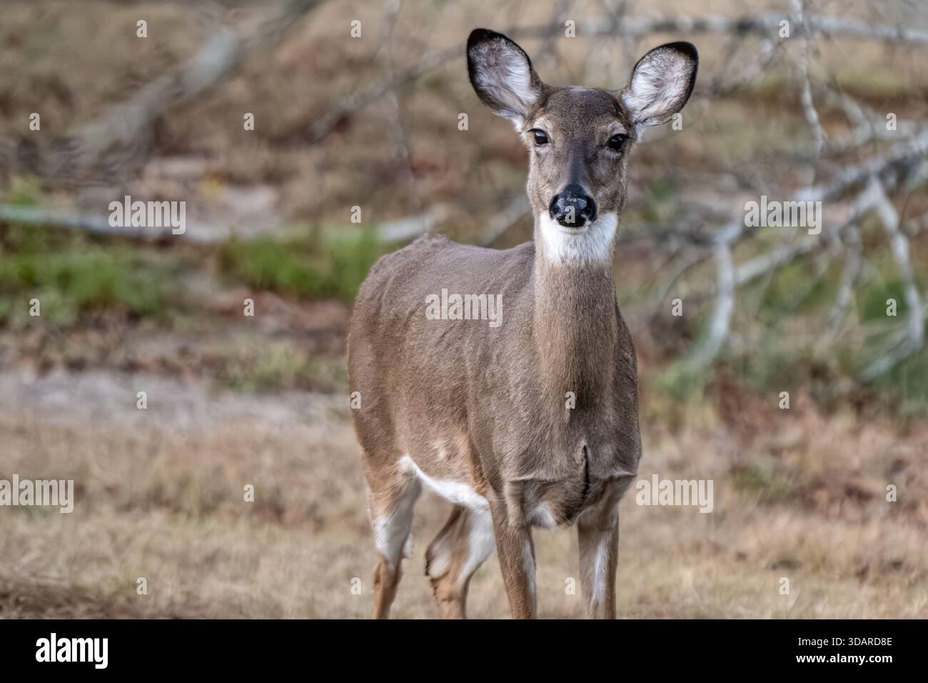 Cerf de Virginie femelle (Odocoileus virginianus) à Stone Mountain Park près d'Atlanta, en Géorgie. (ÉTATS-UNIS) Banque D'Images