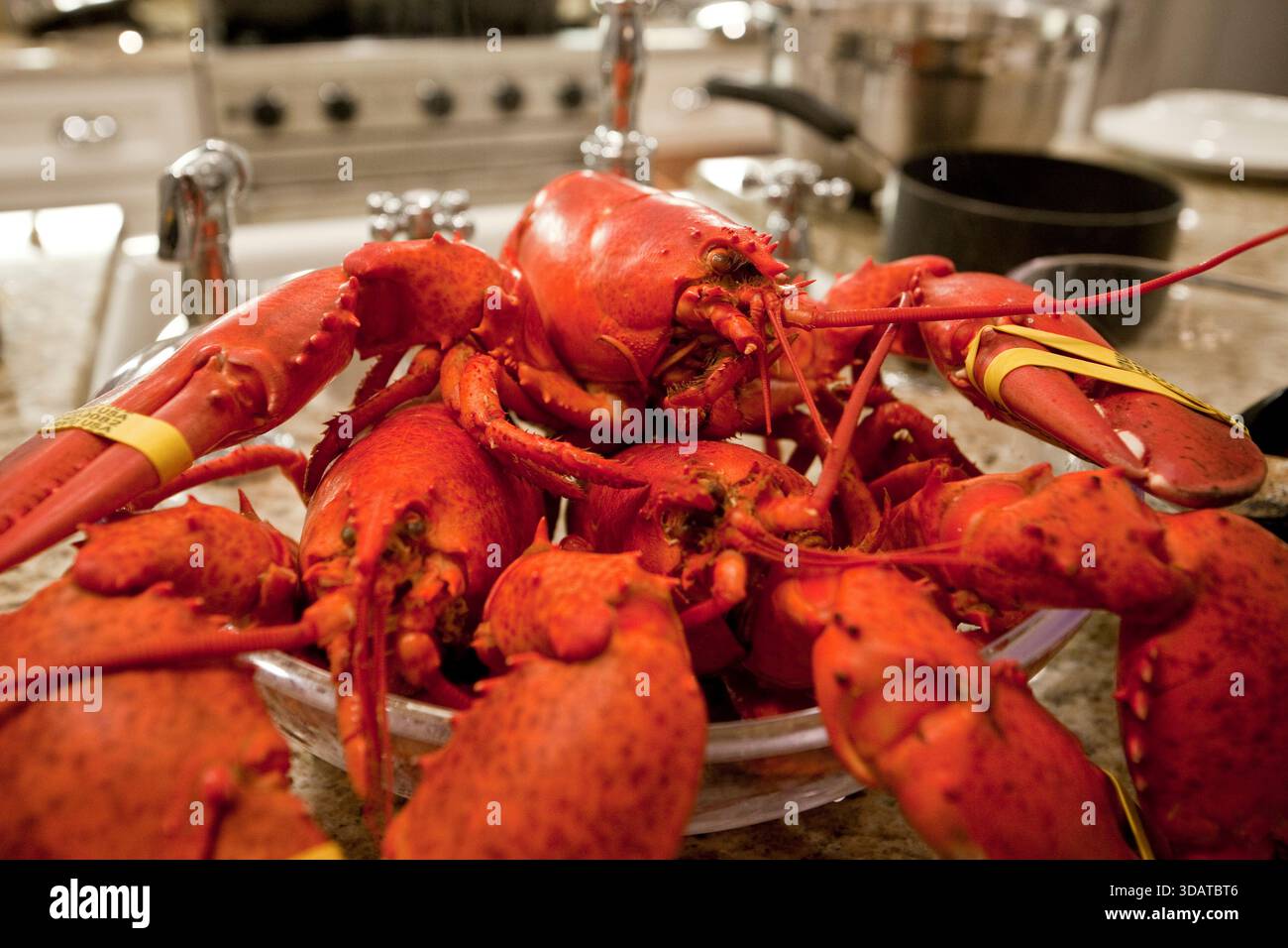 Cuisiner des homards dans le Maine Banque D'Images