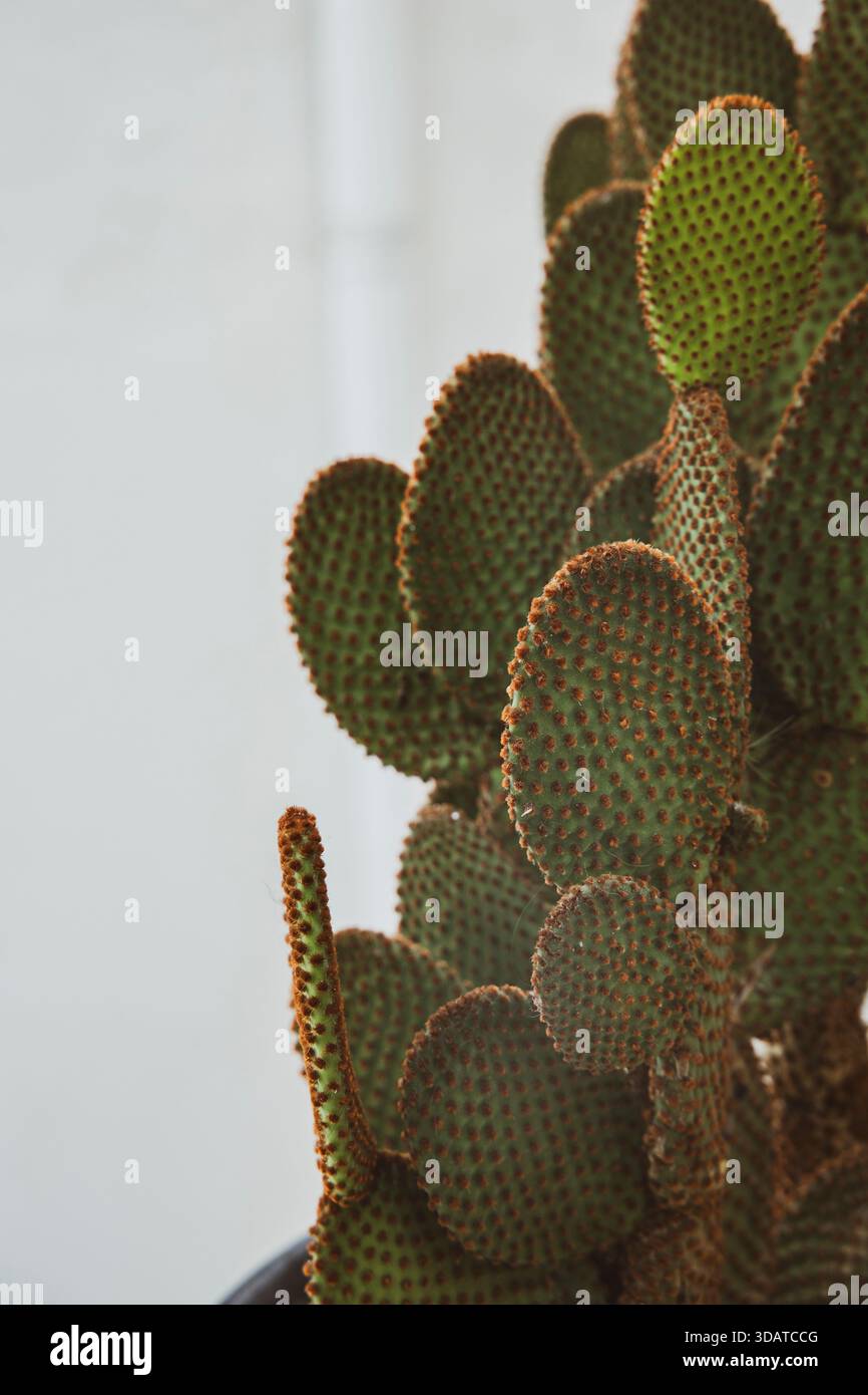 Grand cactus vert sur le côté d'un mur blanc Banque D'Images