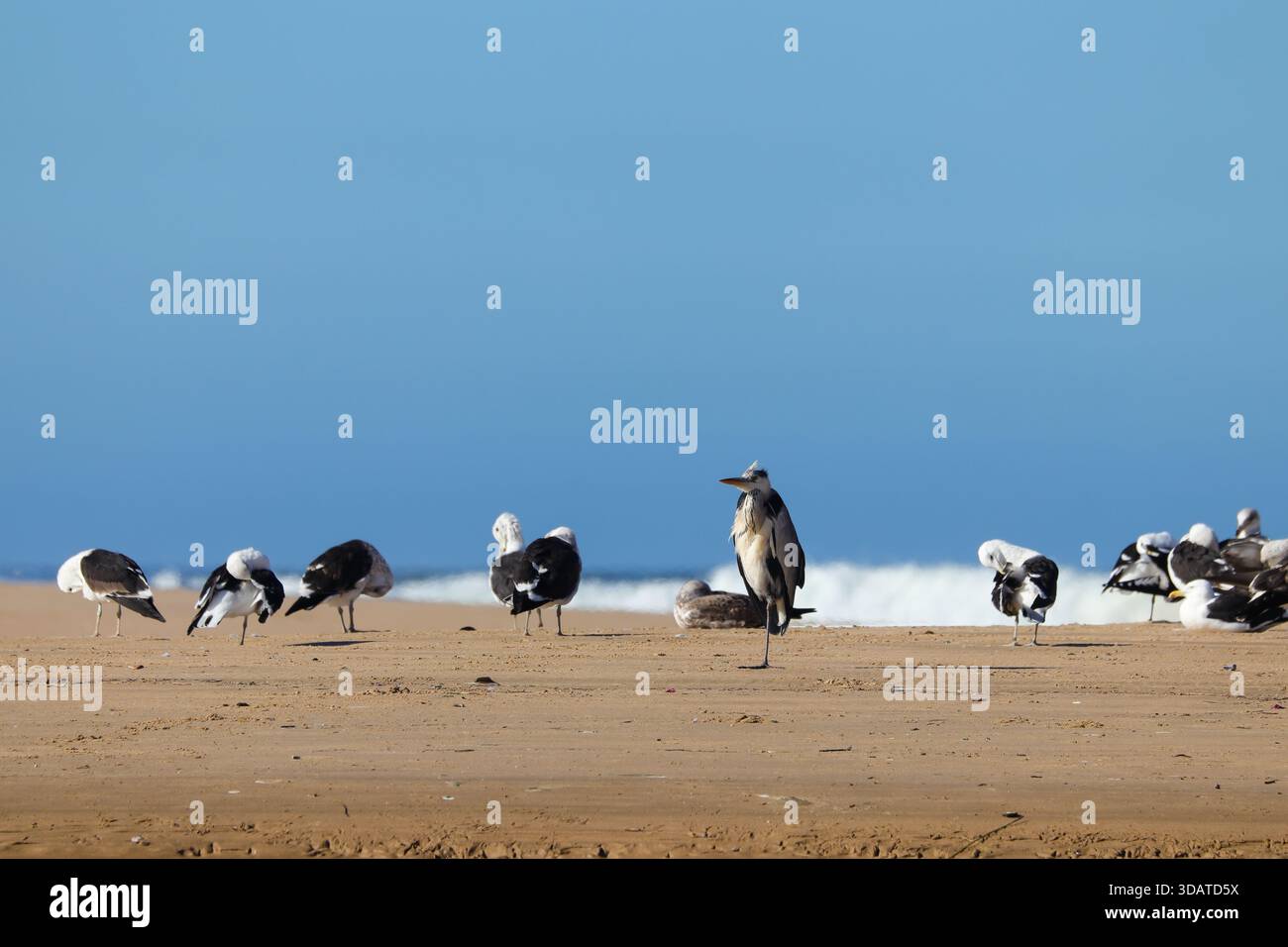 Héron gris (Ardea cinerea) perché sur la plage avec des mouettes Kelp (Larus dominicanus) Banque D'Images