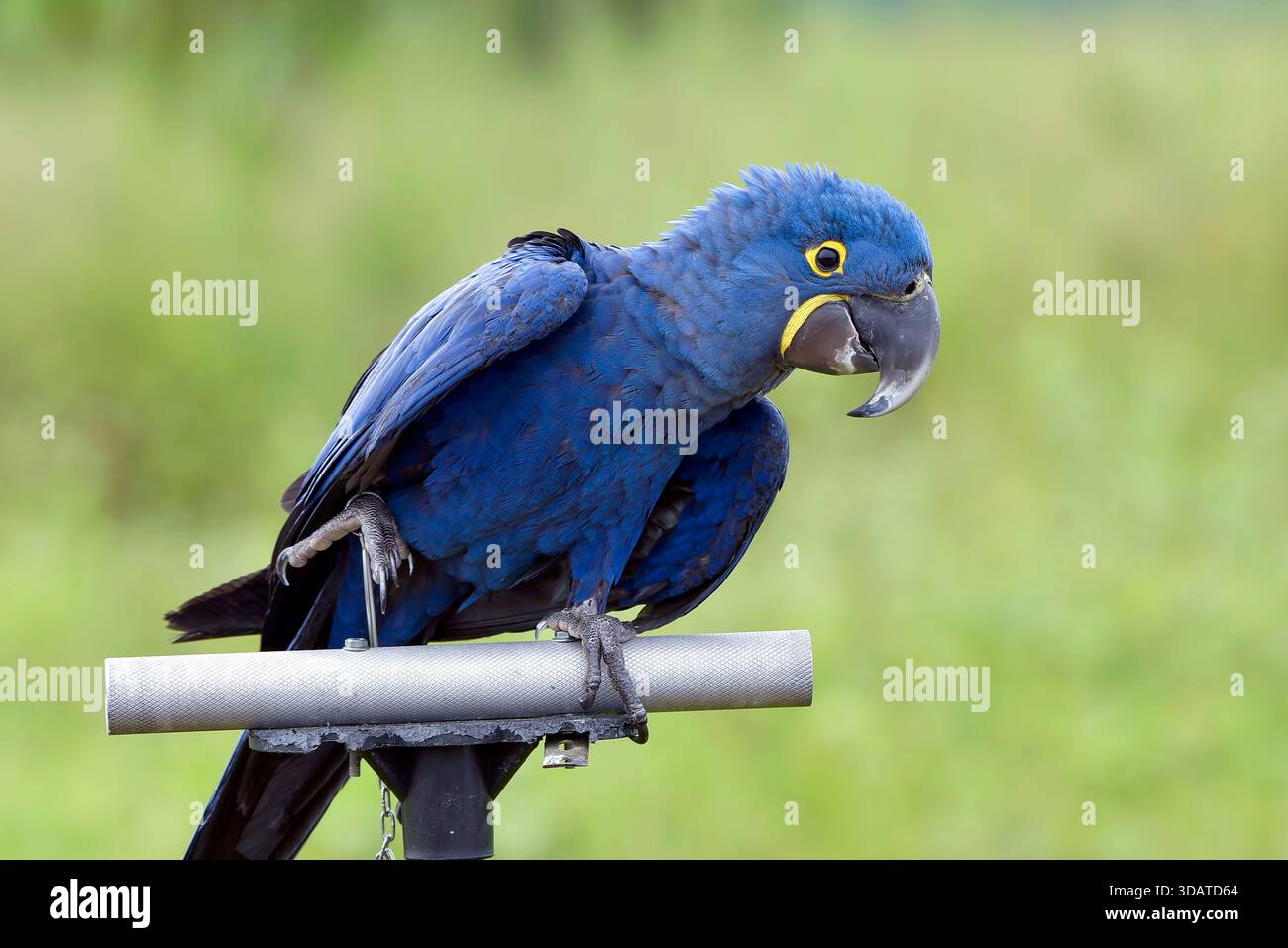 portrait d'un aras avec ses belles plumes colorées Banque D'Images
