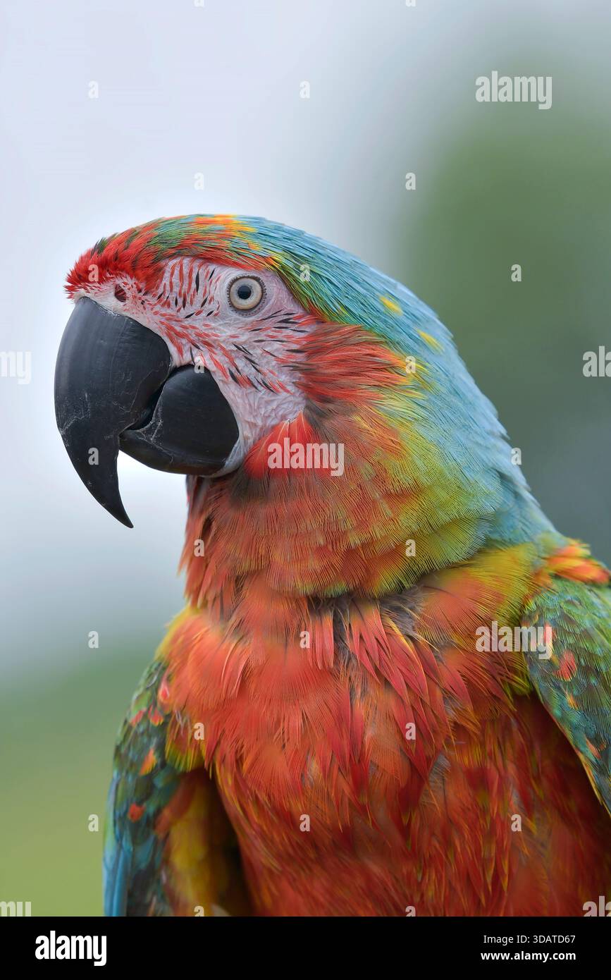 portrait d'un aras avec ses belles plumes colorées Banque D'Images