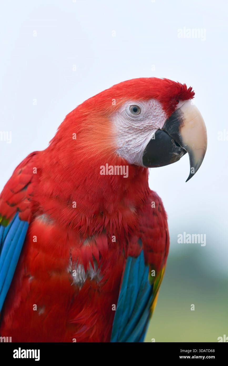 portrait d'un aras avec ses belles plumes colorées Banque D'Images