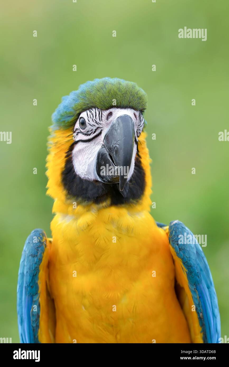 portrait d'un aras avec ses belles plumes colorées Banque D'Images