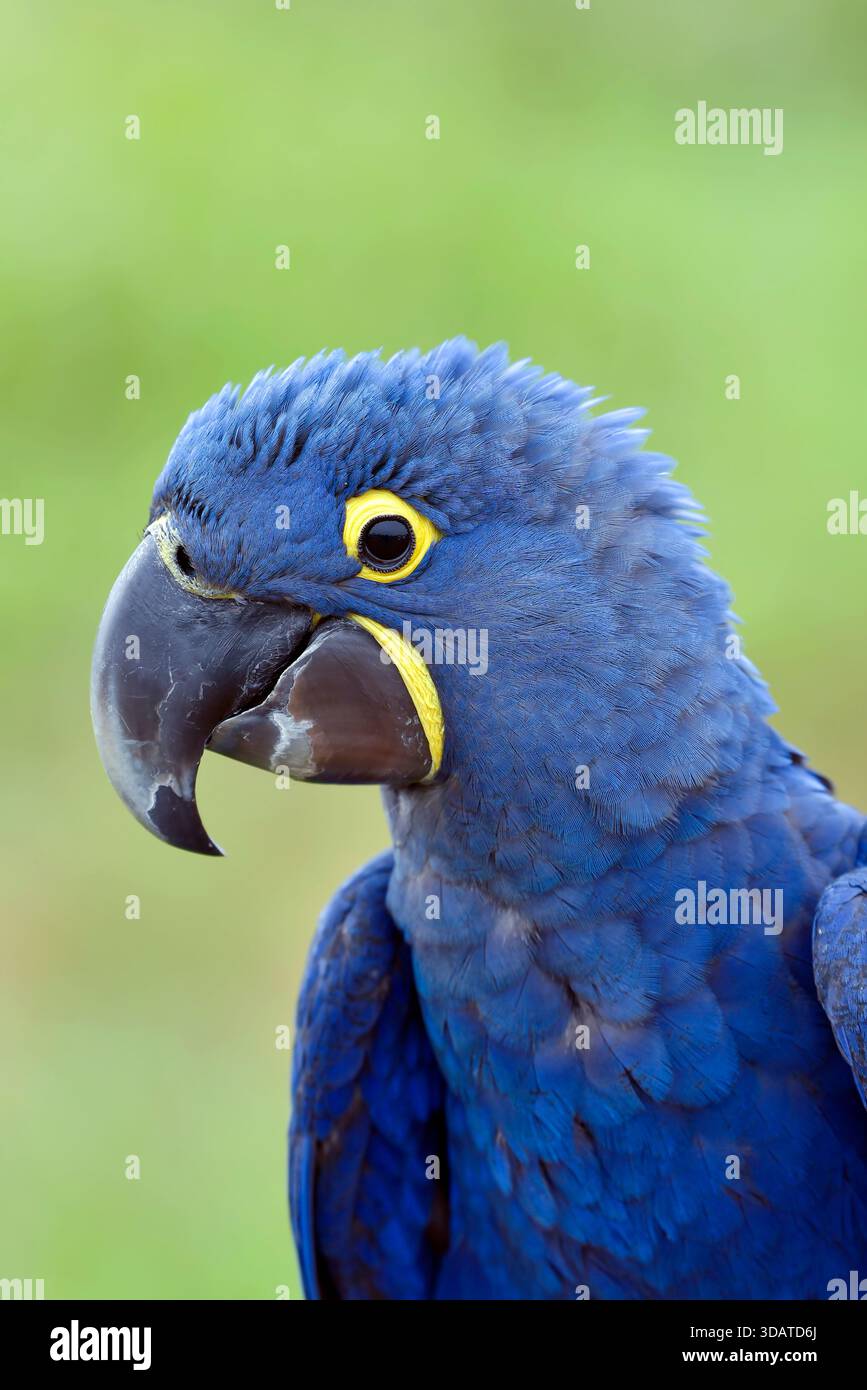 portrait d'un aras avec ses belles plumes colorées Banque D'Images