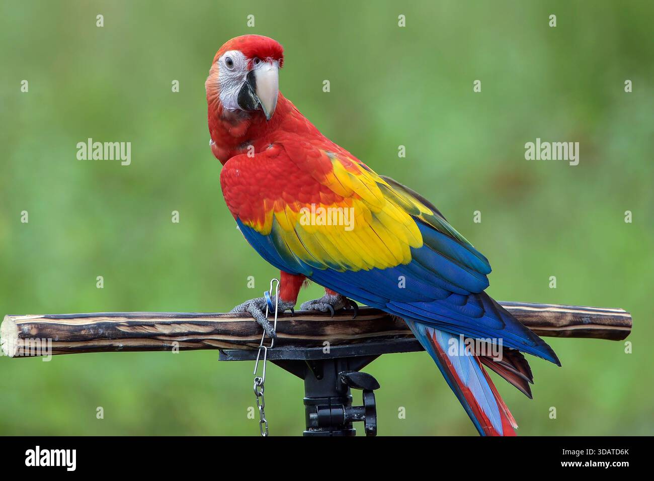 portrait d'un aras avec ses belles plumes colorées Banque D'Images