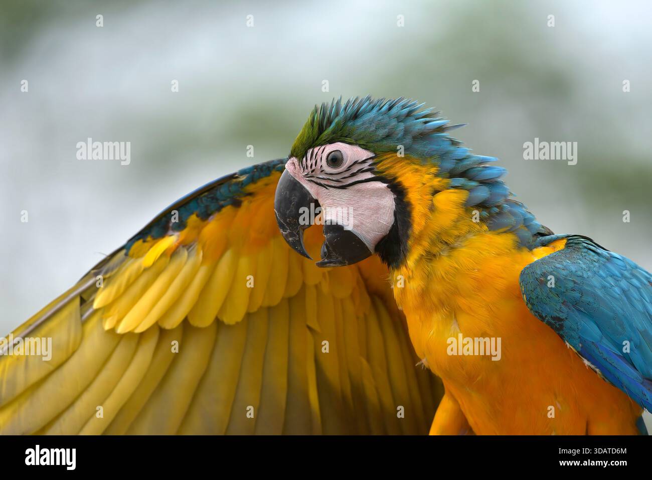 portrait d'un aras avec ses belles plumes colorées Banque D'Images