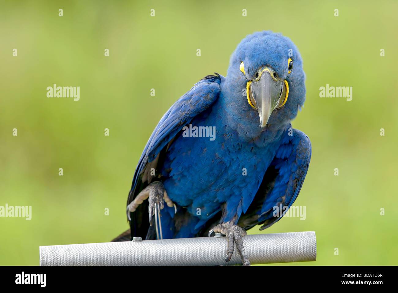 portrait d'un aras avec ses belles plumes colorées Banque D'Images
