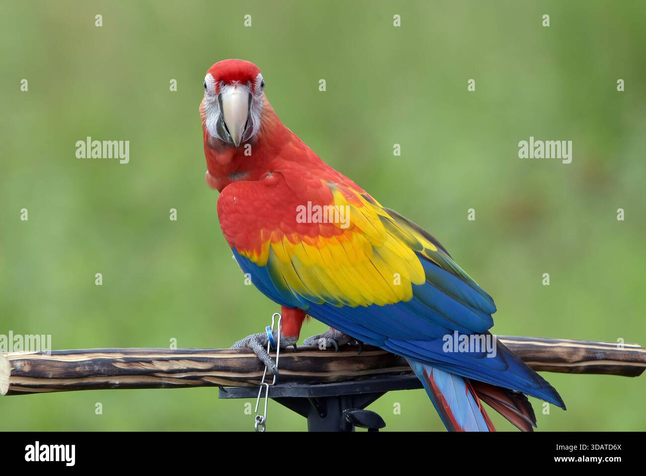 portrait d'un aras avec ses belles plumes colorées Banque D'Images