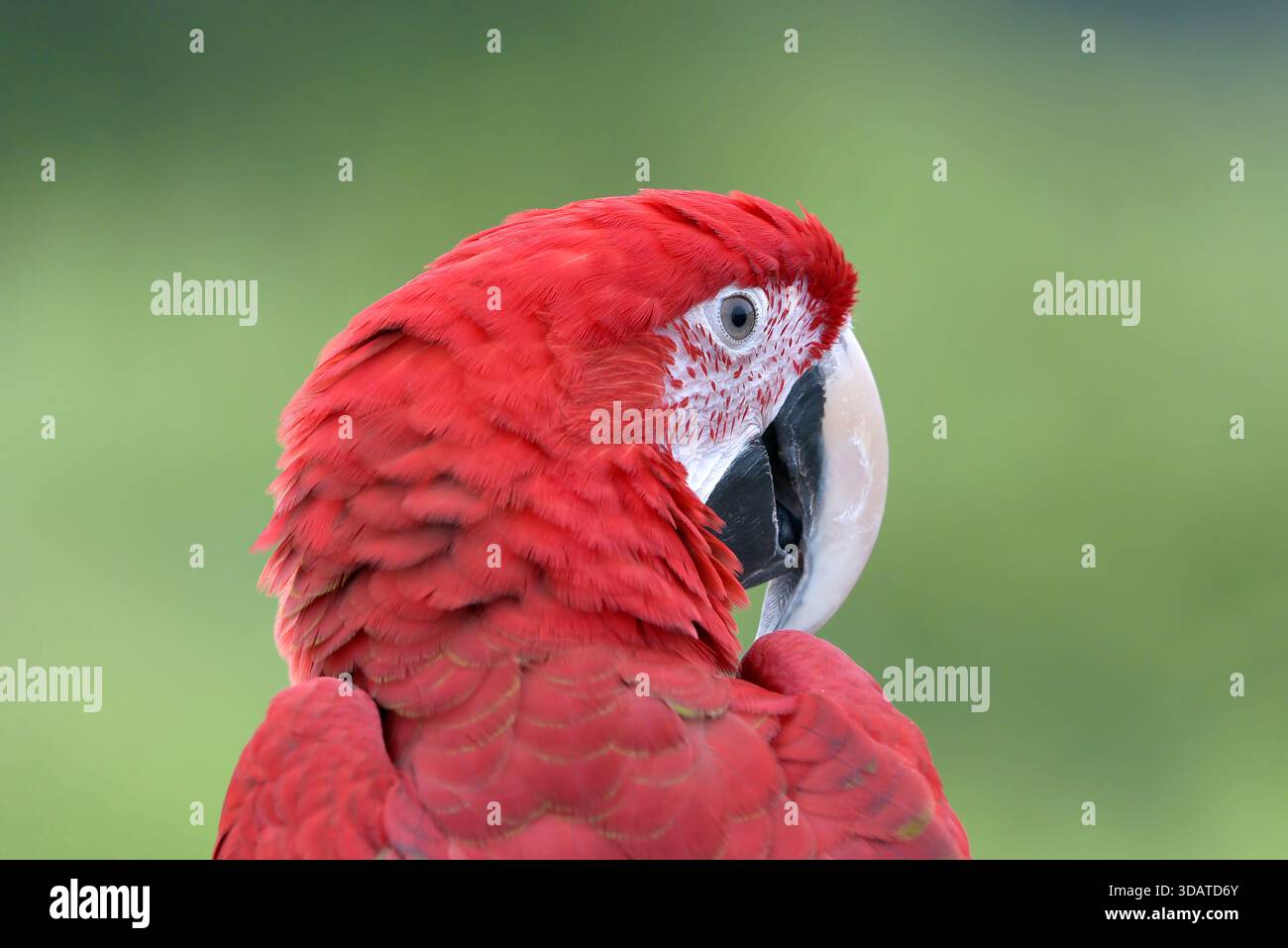 portrait d'un aras avec ses belles plumes colorées Banque D'Images