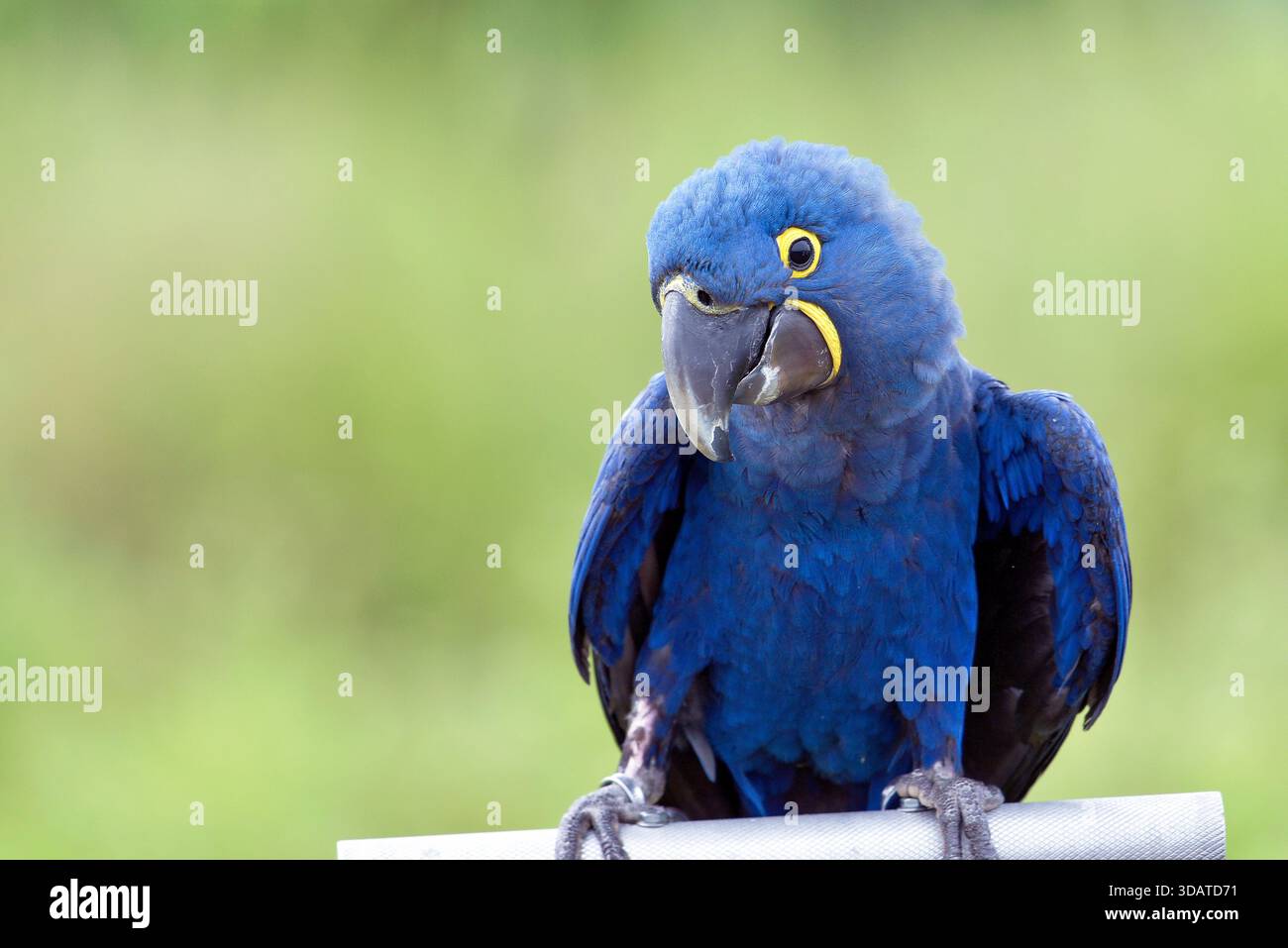 portrait d'un aras avec ses belles plumes colorées Banque D'Images