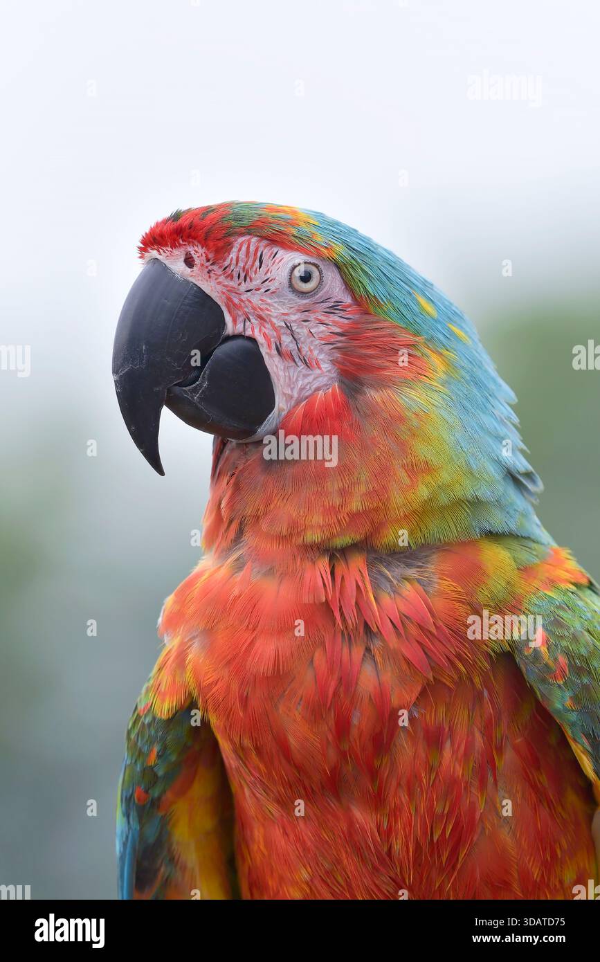 portrait d'un aras avec ses belles plumes colorées Banque D'Images