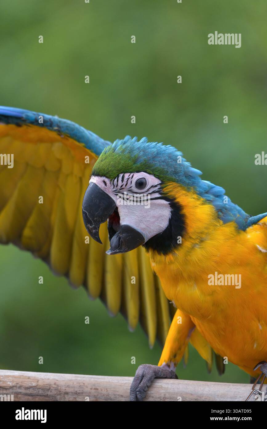 portrait d'un aras avec ses belles plumes colorées Banque D'Images