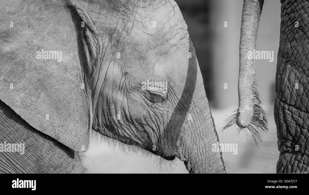une mère éléphante, rejetée par son groupe, a elle-même eu un bébé et a créé un lien extraordinaire avec son bébé. ils se touchaient constamment. Banque D'Images