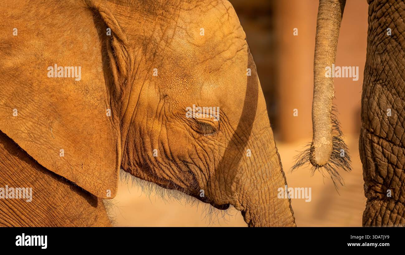 une mère éléphante, rejetée par son groupe, a elle-même eu un bébé et a créé un lien extraordinaire avec son bébé. ils se touchaient constamment. Banque D'Images