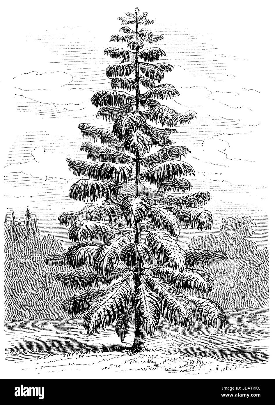 PIN de Norfolk, Araucaria heterophylla, (encyclopédie, 1893), Zimmertanne, PIN de norfolk Banque D'Images