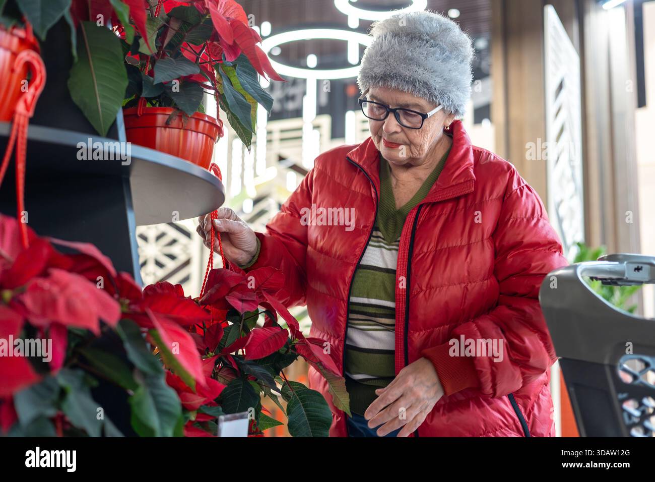 Femme âgée choisissant Poinsettia Plant tout en magasinant pour la décoration de la maison de Noël dans le magasin moderne. préparation des vacances, mode de vie senior actif Banque D'Images