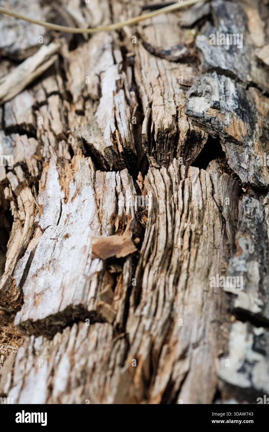 Tronc d'arbre en pourriture sèche, été, Angleterre, Royaume-Uni. Banque D'Images