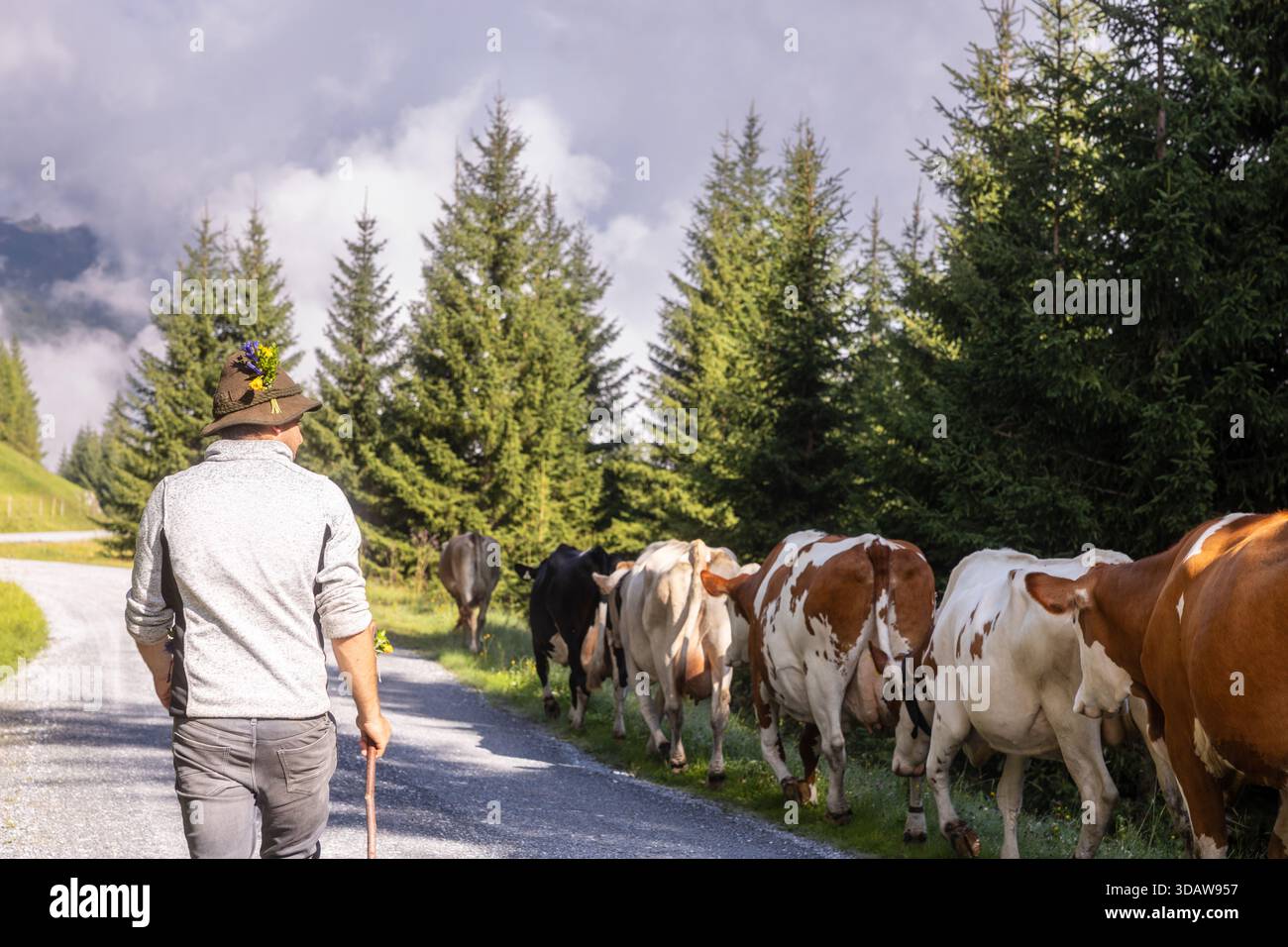 Un agriculteur élève le bétail le long d'un sentier alpin pittoresque en Autriche, entouré de pins verdoyants et de montagnes couvertes de brouillard, capturant la tradition Banque D'Images