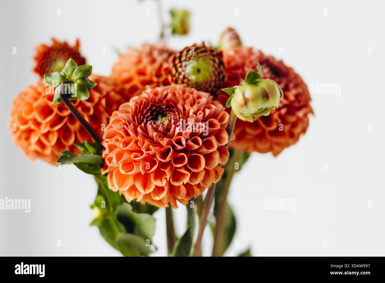 Un bouquet vibrant de dahlias orange est magnifiquement disposé sur un fond blanc Uni, mettant en valeur leurs motifs complexes de pétales et colo vif Banque D'Images