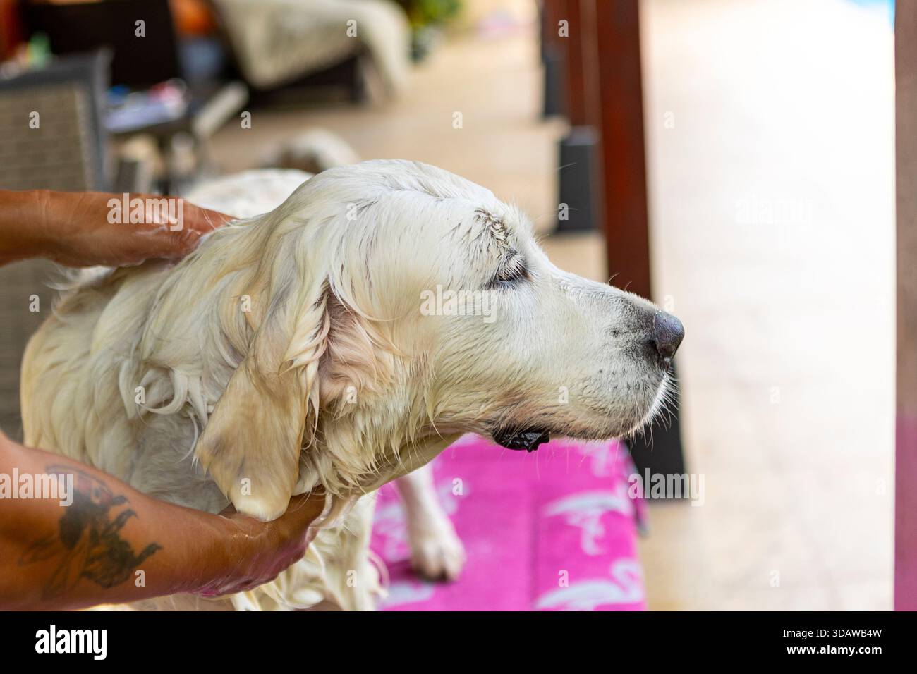 Une femme lave et toilette soigneusement son Golden retriever à la maison. Le chien se tient patiemment pendant qu'il mousse et rince, assurant un pelage propre et brillant Banque D'Images