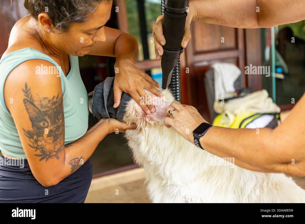 Gros plan de deux femmes séchant soigneusement l'oreille d'un Golden retriever à l'aide d'un souffleur de toilettage. Le chien porte un couvre-tête pour réduire le bruit pendant le toilettage Banque D'Images