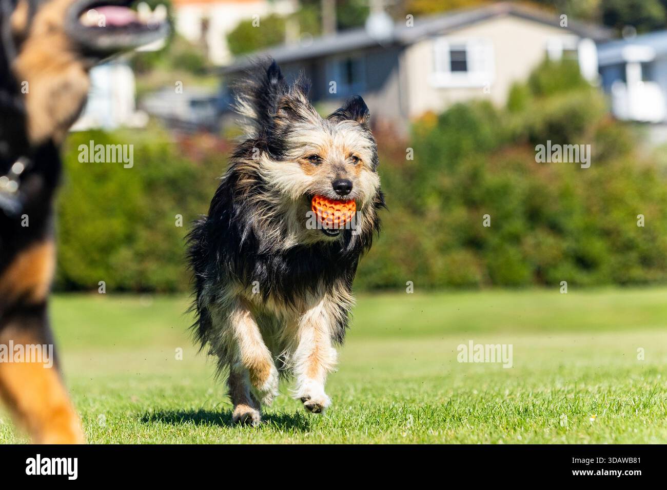 Chien énergique court joyeusement à travers l'herbe verte dans un parc ensoleillé, portant une boule orange dans sa bouche, profitant d'un jeu animé de récupération. Sa cannelure de fourrure Banque D'Images