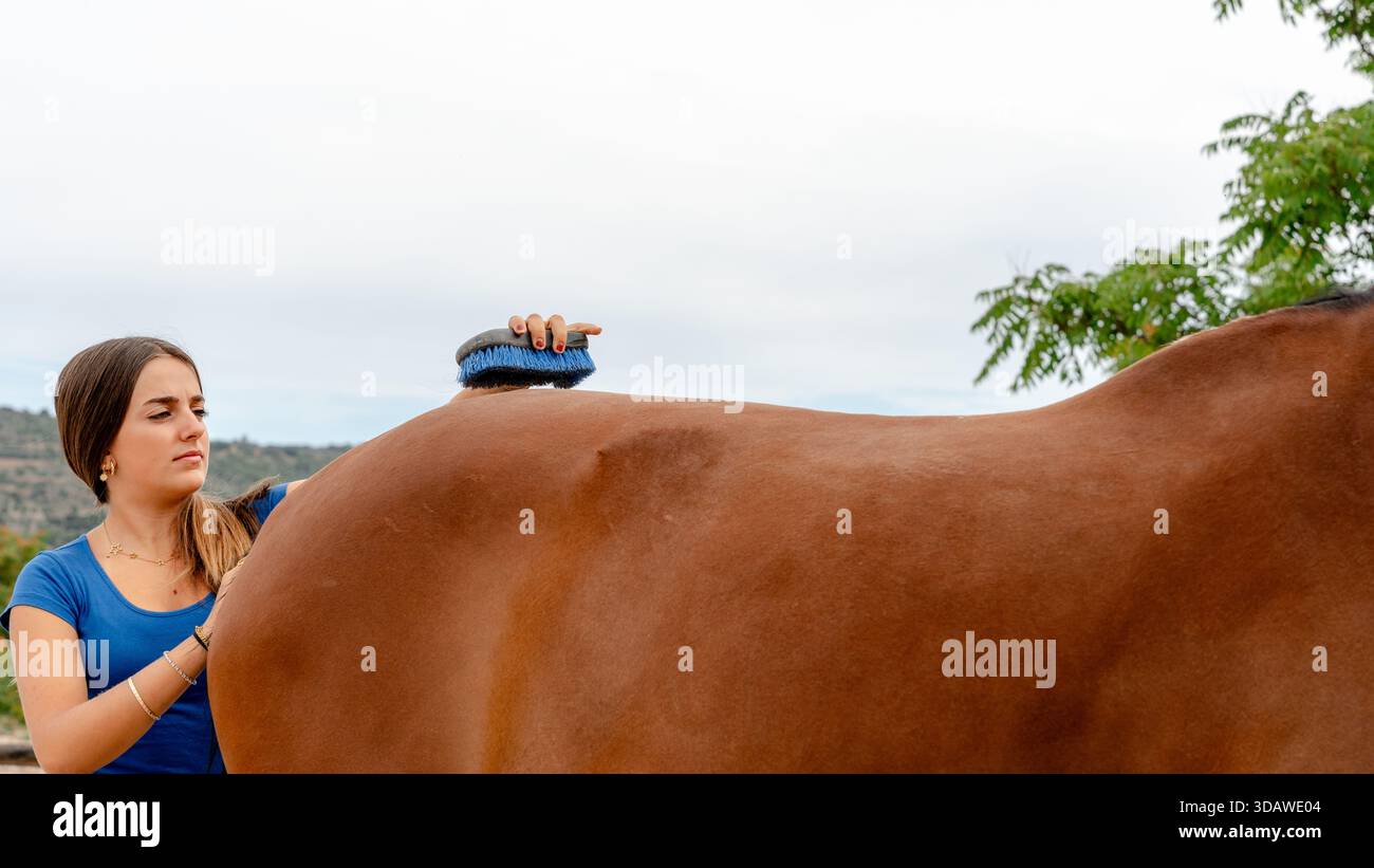 Une jeune femme habille attentivement un cheval avec une brosse dans un centre équestre. Le cadre extérieur serein souligne le lien entre le soignant et Banque D'Images