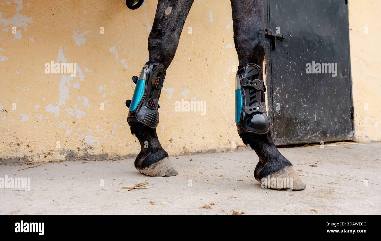 Vue rapprochée des jambes d'un cheval équipées de bottes de protection dans un cadre stable, présentant l'équipement de soins équestres essentiel à la sécurité du cheval R. Banque D'Images