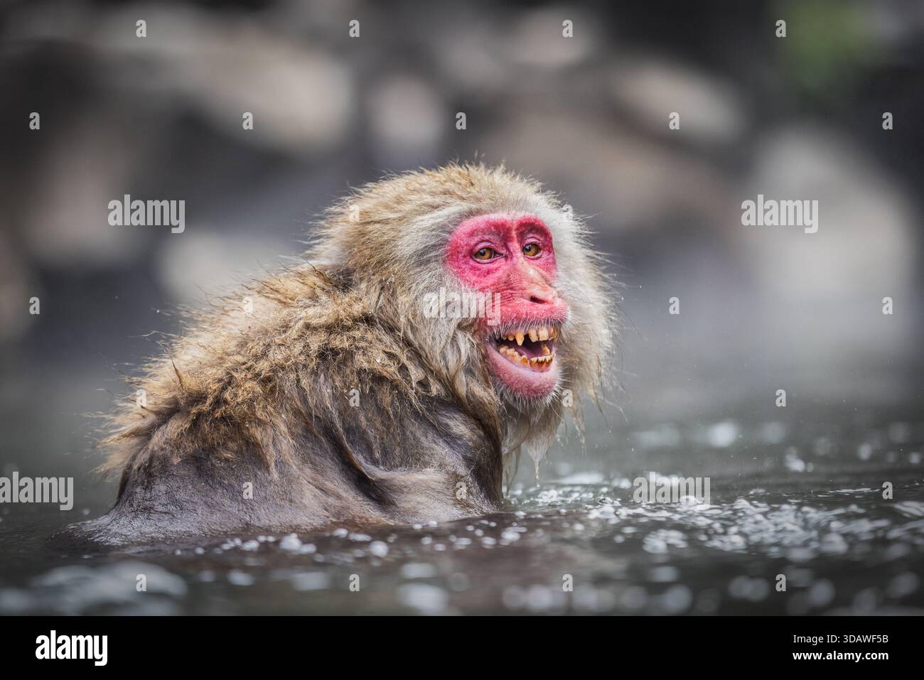 Vue d'un singe des neiges au visage rouge vif sourit, sa fourrure scintillant avec des gouttelettes d'eau dans l'onsen chaud, Yamanochi, Nagano, Japon. Banque D'Images