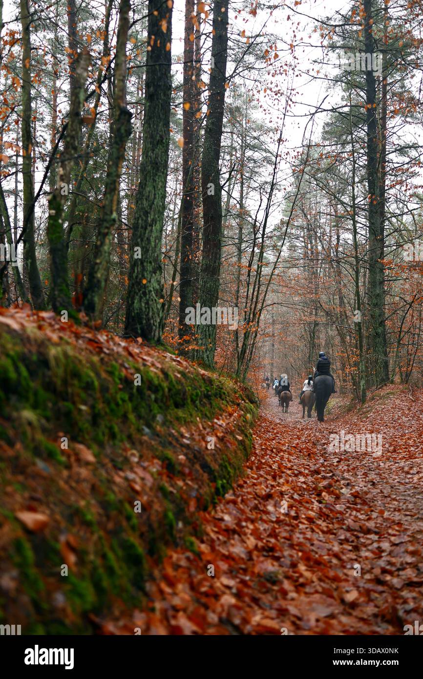 Cavaliers sur un sentier forestier couvert de feuilles en automne Banque D'Images