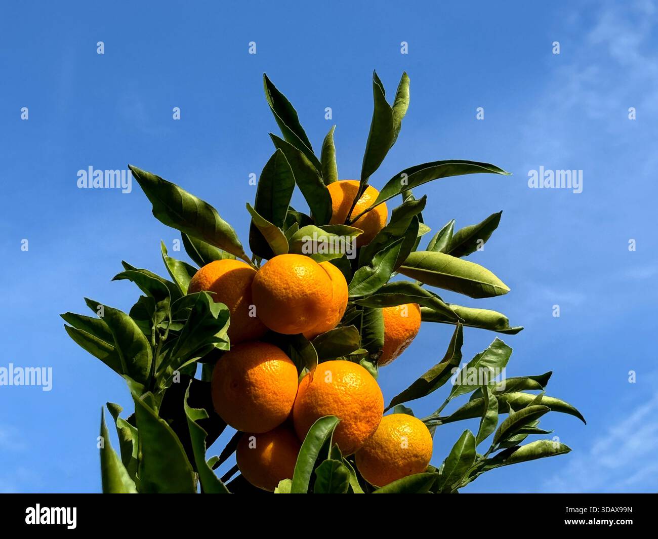 Mandarine fruits d'orange mûrs sur l'arbre I Banque D'Images
