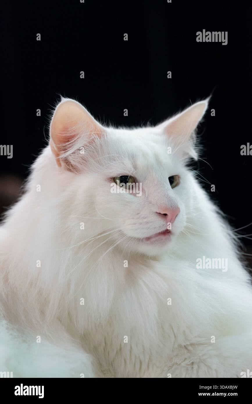 Chat Angora Turc Blanc Banque D'Images