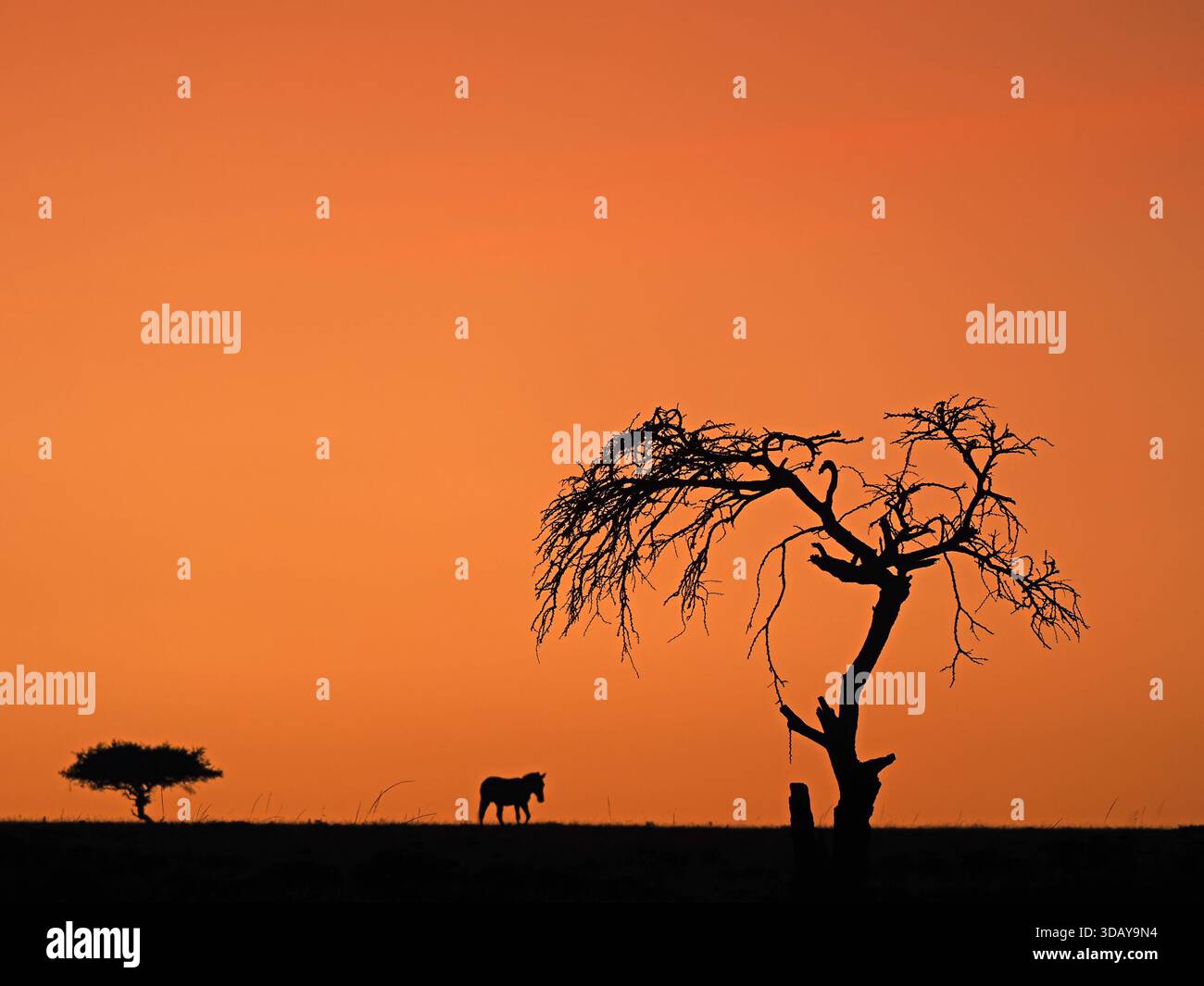 Zèbre unique des plaines (Equus quagga) silhouette à l'horizon contre un ciel orange entre des arbres emblématiques à l'aube dans les réserves de Mara, Kenya, Afrique Banque D'Images